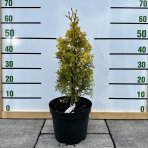 Tuja západná (Thuja occidentalis) ´GOLDEN ANNE´ ®- výška 40-60 cm, kont. C5L - 2. Trieda/Kvalita B